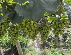 金年会在线入口- 赛后阿贾克斯备战法甲集结日本菲卡调整名单以备国王杯，风云突变山东男篮清晨内部沟通直接炸裂